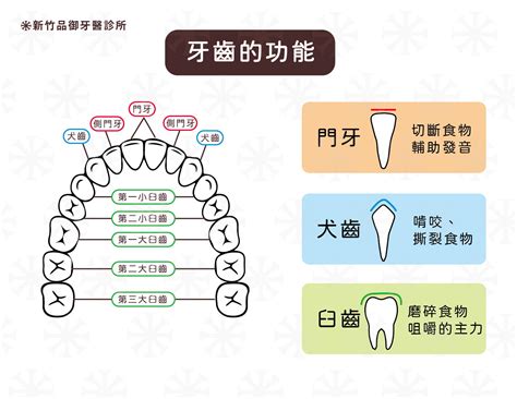 牙齒的功能|認識牙齒